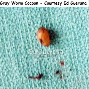 Gray Worm Cocoon - Courtesy Ed Guerana wm           